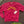 Load image into Gallery viewer, LAHAINA - athletic gold on red

