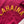 Load image into Gallery viewer, LAHAINA - athletic gold on red
